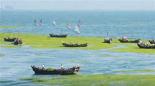Med_olympic-algae-wading-4
